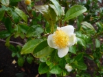 Camellia sinensis